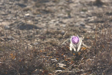 Dream-grass or Pulsatilla patens blooms in the forest in the mountains in spring. Dream-grass...