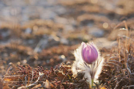Dream-grass or Pulsatilla patens blooms in the forest in the mountains in spring. Dream-grass...