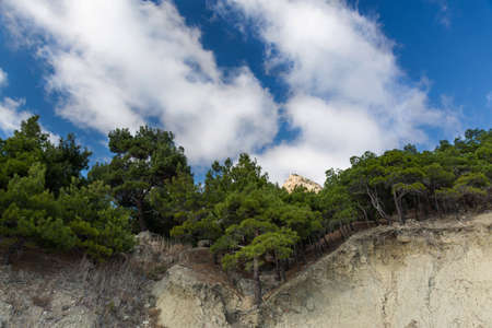 Crimean pine on the shore of the sea. Fig beach in Balaklava. View of pine trees and sky with...