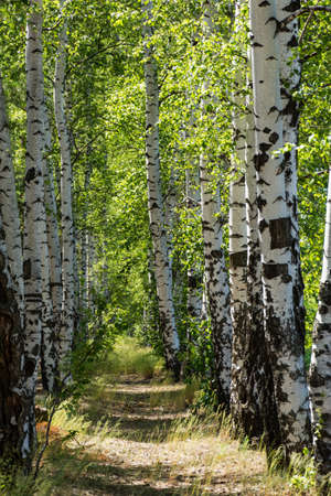 Beautiful birch alley in early spring, Russian landscape with birches, spring birch forestの写真素材