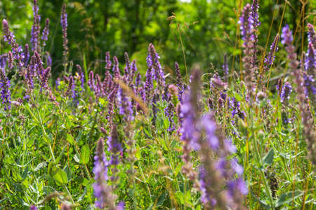 Summer wildflowers close-up. Wild flowers on a Sunny day. Bright purple wild flowers. Summer...