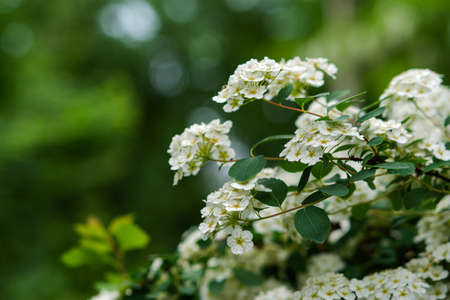 White Spiraea (lat. Spiraea) bushy. Beautiful spring white Bush on a blurred background. Green and white flower. Small perennial white flowers. Flower of the brideの写真素材