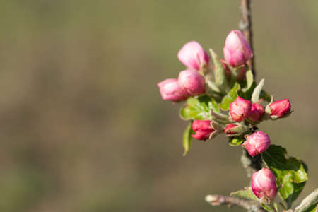 Pale pink Apple blossoms on a blurry background. Blooming spring garden. Apple blossoms in selective focus. Beautiful bokeh. Floral spring background with space for textの写真素材