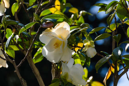 White Magnolia large-flowered in spring. Evergreen ornamental plant. Beautiful flower in the shade of the garden. White Magnolia close-up on a branch. Botanical garden.の写真素材
