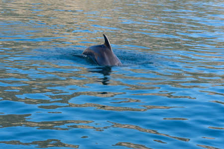 Dolphins in the Black sea off the coast of Balaklava. A beautiful Dolphin accompanies the boat. One...