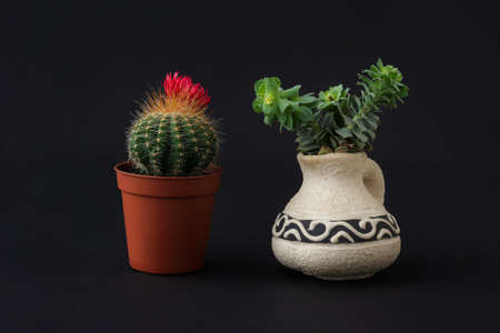 Cactus and succulent on a black background. Decorative composition on a black background. Indoor plants in a vase. Floral minimalism.の写真素材