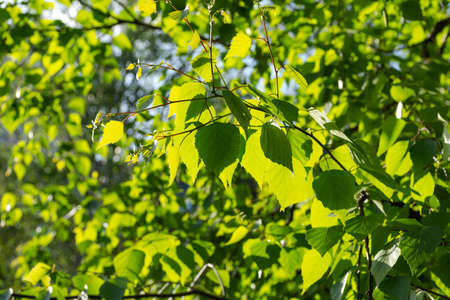 Birch leaves close-up on a branch. Green background of leaves. The sun's rays break through the...