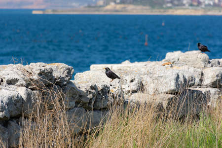 Black Starling on the background of the sea. A songbird with variegated plumage. Black wings with...