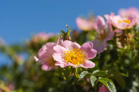 Rosehip flowers close-up on a blurry background. Wild rose Bush in selective focus. Delicate pink spring flowers in the sunlight. Space for text. Fragility and graceの写真素材