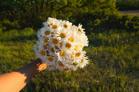 A bunch of daisies in your hand on a green blurred background. Flowers in soft focus in the top view. A symbol of love and loyalty. Mother's day gift. Beautiful wild flowers. The summer mood.の写真素材