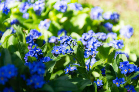 Gentiana cruciata Latin Gentiana cruciata. Garden decorative flower. Blue spring flowersの写真素材