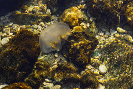 Jellyfish on the sea floor close-up. Beautiful big sea jellyfish shooting through the water. Brown...