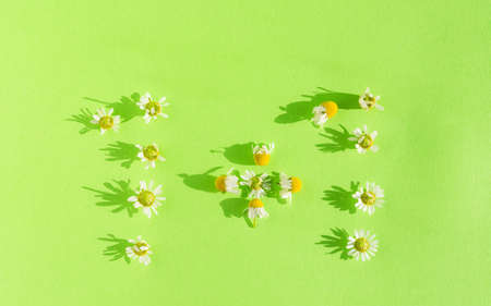 The inscription from the flowers of chamomile one plus one. The concept of summer. Greeting card design. Bright green background. isolated Daisy flowers. Top view of the layout of wild flowers.の写真素材