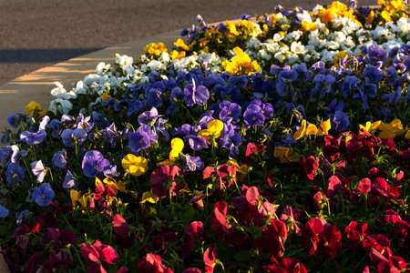 Beautiful meadow in the garden with Pansies flowers. Garden viola flowers in a flower bed in the soft evening light. Multicolored floral background. Yellow,lilac, red and white shades.の写真素材