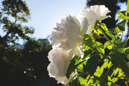 White peonies close-up in the garden. The breeding of varieties of peonies. Botanical garden. Snow-white variety of peonies. Delicate spring flowers in soft focus.の写真素材