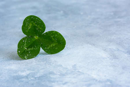 Clover leaf on a gray background top view. Calm cool natural background. Clover in water droplets....