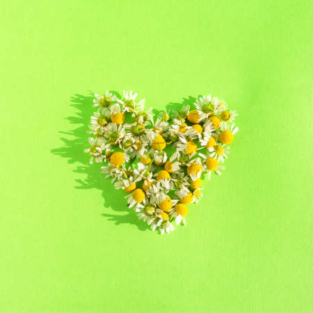 Heart of daisies on a green background. Square layout of a bright summer greeting card. Symbol of love. Bright green background. Creative design. Symbol of family and loyalty.の写真素材