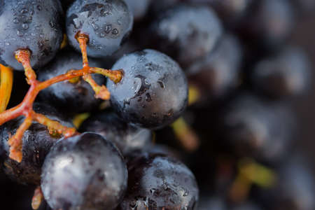 Purple grapes close-up in water droplets. Grape berries in selective focus. Macro photography of large grapes. Sweet summer dessert.の写真素材