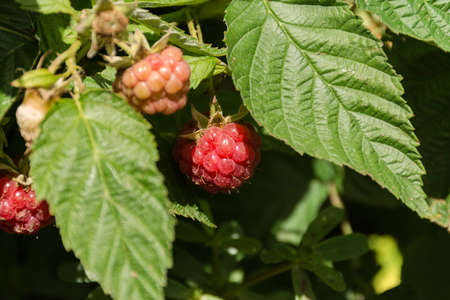 Ripe raspberries on a Bush in soft focus. Growing raspberry varieties in the garden. A collection of...