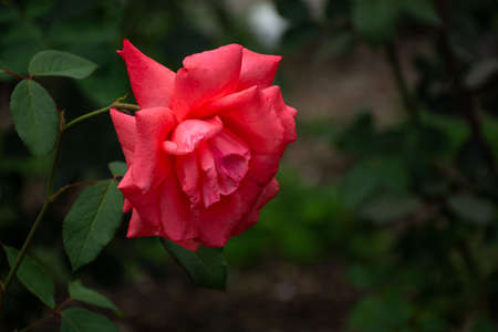 Red rose close-up in the garden. Beautiful floral background. The rose is in selective focus. Bright scarlet hue of the petals. Growing rose bushes.の写真素材