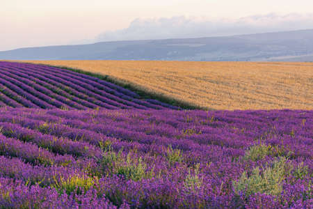 Lavender field straight beautiful rows. Rural Provence. The cultivation of lavender. Summer Sunny bright panoramic view. French lavender.の写真素材