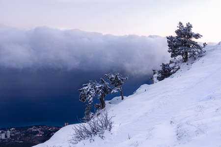 A lone pine tree against the sea in winter. Winter blue landscape with mountains. Natural background with space for text. Cliff edge on the sea coast.の写真素材
