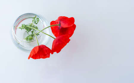 Poppies in a glass vase on the table top view. Beautiful bouquet isolated on a white background. The layout of the greeting card. Bright scarlet flowers.の写真素材
