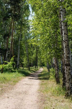 Beautiful birch alley in early spring, Russian landscape with birches, spring birch forest. The...
