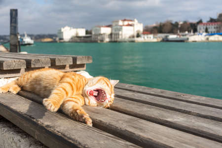 A red cat sleeps on a bench against the sea. Beautiful orange tabby cat with closed eyes. Concept of relaxation and relaxation by the sea.の写真素材