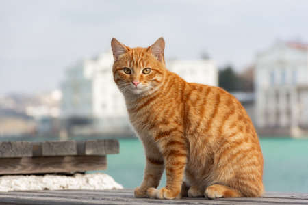 A red cat sits on the background of the sea and looks directly into the camera. A beautiful tabby cat with surprised eyes. Portrait of a young red kitten on the background of the city.の写真素材