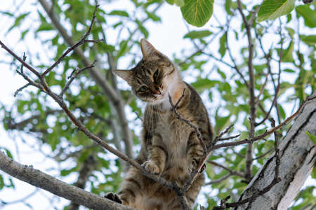 A gray young cat sits on a tree and playfully looks directly at the camera. Street tabby cat with beautiful green eyes. Portrait of a cat in close-up on a tree branch. An insidious sly look.の写真素材