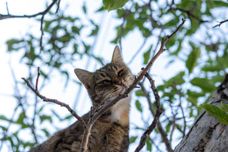 A gray young cat sits on a tree and playfully looks directly at the camera. Street tabby cat with beautiful green eyes. Portrait of a cat in close-up on a tree branch. An insidious sly look.の写真素材