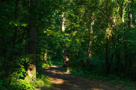 Green deciduous forest in the evening light. Walk in the Park. A path in the forest. Sunbeams on the...