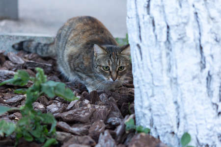 Gray cat hunting in the garden. A beautiful young street kitten. Portrait of a cat in close-up. The...