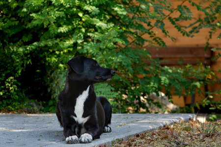Portrait of a black stray dog. Mongrel dog on the background of a summer landscape. The dog turned its head to the side. Portrait in profile. Street random frame. The horizontal composition.の写真素材