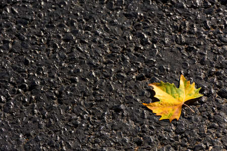 Maple leaf on the asphalt top view. Original greeting card layout. Autumn background with leaves. Symbol of the onset of autumn.の写真素材