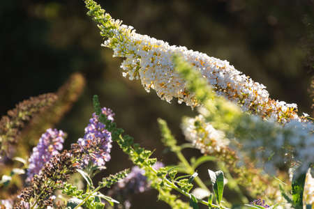 David's buddleia is an ornamental shrub in selective focus. Colorful flowers in bright sunlight....