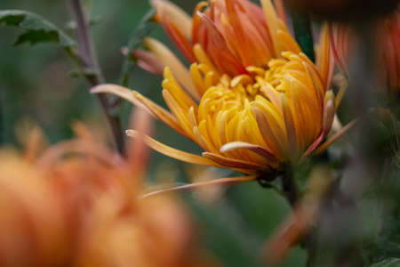 Orange chrysanthemums close-up in the garden. Beautiful autumn flower background. Soft focus and lighting. Blurred background with space for text.の写真素材