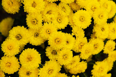 Yellow chrysanthemums close - up in the garden. Beautiful autumn flower background. Soft focus and lighting. Blurred background with space for text.の写真素材
