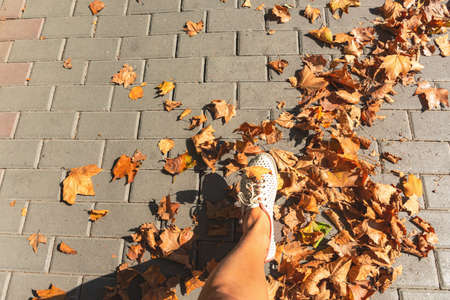 A girl walks through autumn leaves. Beautiful view from above of fallen maple leaves. Leg of a girl in white sneakers. The foot lifts the leaves. Hello, autumn. Conceptual autumn background.の写真素材