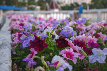 Multicolored petunias close-up on a blurry city background. Flower bed in selective focus. Soft sunset light. Landscape gardening. Small depth of field and soft focus. Light lilac and pink shades.の写真素材