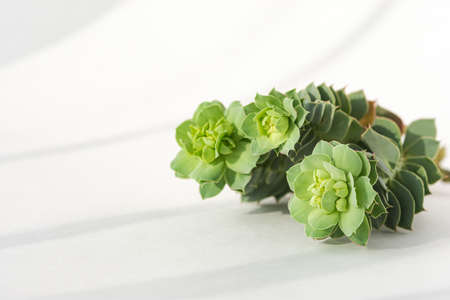 Succulents close-up on a white background in soft focus. Top view of a creative minimalist...