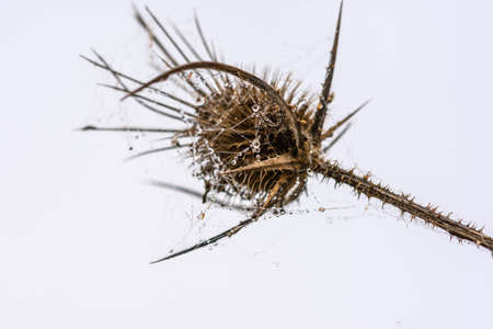 Dew drops on a dry thorn. Dry inflorescence of Thistle in the web and drops of roses. Plain background with space for text. Prickly dry thorns. Gloomy natural background. The concept of late autumn.の写真素材