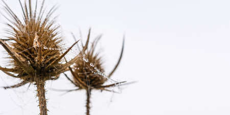 Dew drops on a dry thorn. Dry inflorescence of Thistle in the web and drops of roses. Plain background with space for text. Prickly dry thorns. Gloomy natural background. The concept of late autumn.の写真素材