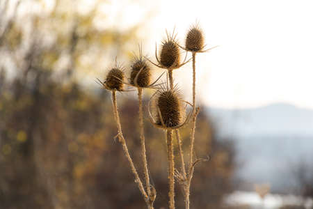 Dew drops on a dry thorn. Dry inflorescence of Thistle in the web and drops of roses. Plain background with space for text. Prickly dry thorns. Gloomy natural background. The concept of late autumn.の写真素材