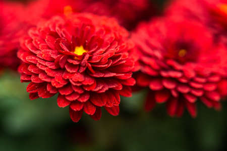 Red chrysanthemums close-up on a blurry garden background. Bright scarlet flowers in selective focus...
