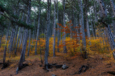 Autumn mixed forest. Forest of deciduous and pine trees. Yellow, orange, green, red shades of...
