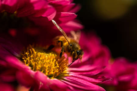 Background of the crimson petals of the chrysanthemums. Bee close-up on a flower in the garden....