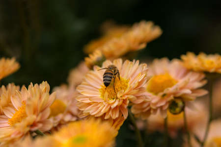 Background of orange chrysanthemum flowers. Bee close-up on a flower in the garden. Beautiful bright chrysanthemums in selective focus. Macrophotography. Autumn background. Copy spaceの写真素材