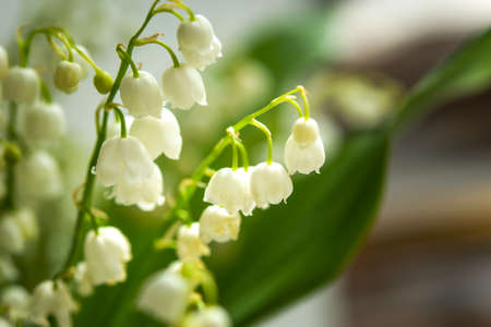 White lilies of the valley in a bouquet close - up on a blurry background. Spring flower...